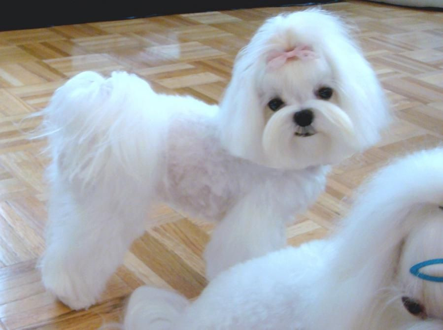 Best ideas about Female Maltese Haircuts
. Save or Pin Cute cut This is called a "Town & Country" I think Now.