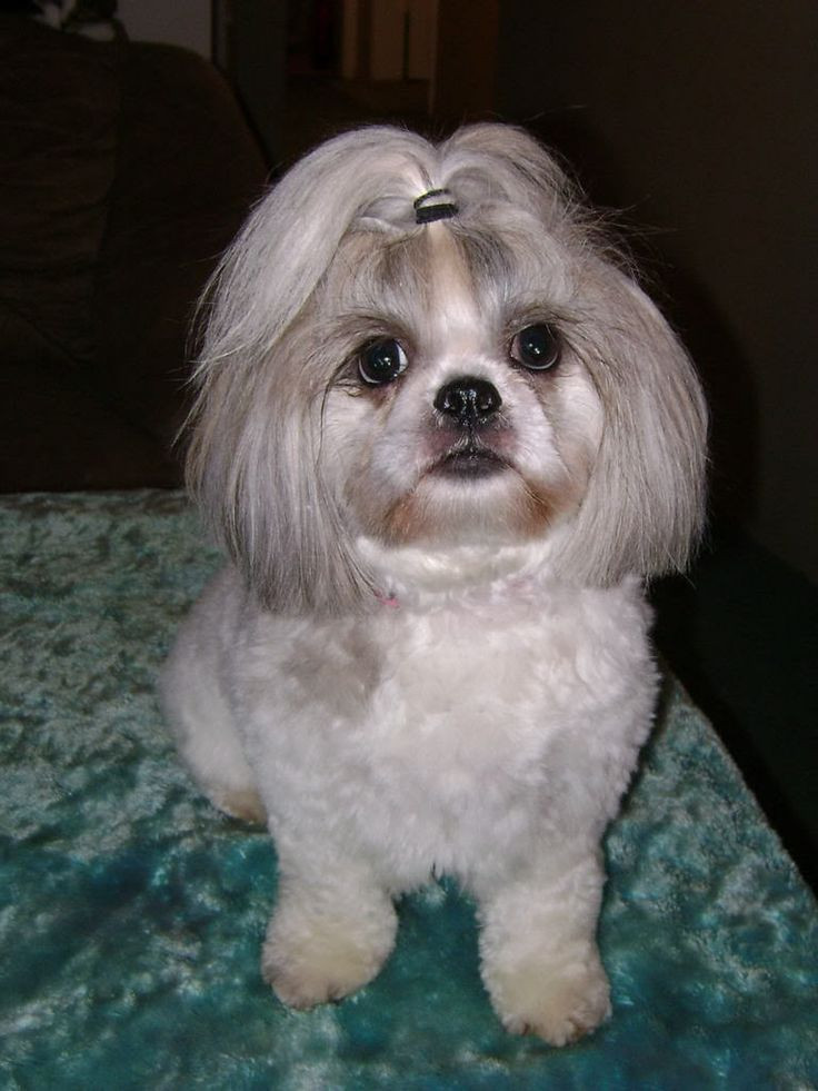 Best ideas about Female Maltese Haircuts
. Save or Pin 1000 images about Bella Baby shih tzu on Pinterest Now.