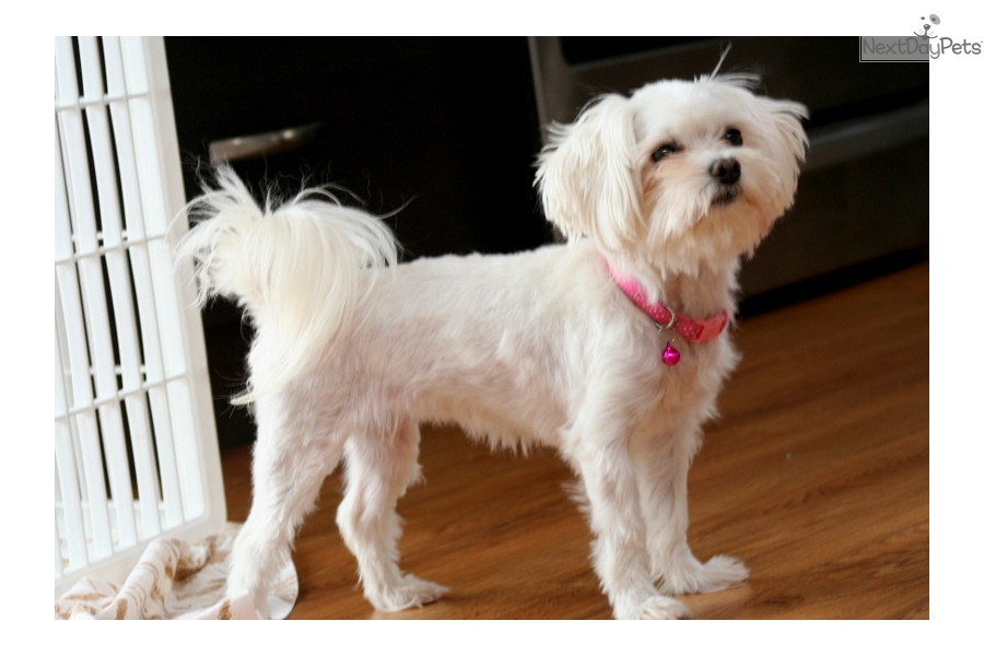 Best ideas about Female Maltese Haircuts
. Save or Pin female maltese dog haircuts female maltese dog haircuts Now.