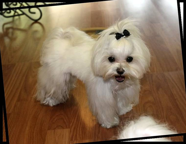 Best ideas about Female Maltese Haircuts
. Save or Pin Haircuts for Maltese Dogs Now.