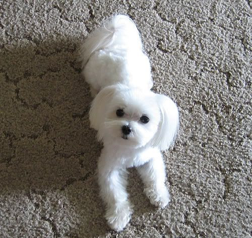 Best ideas about Female Maltese Haircuts
. Save or Pin The 25 best Maltipoo haircuts ideas on Pinterest Now.