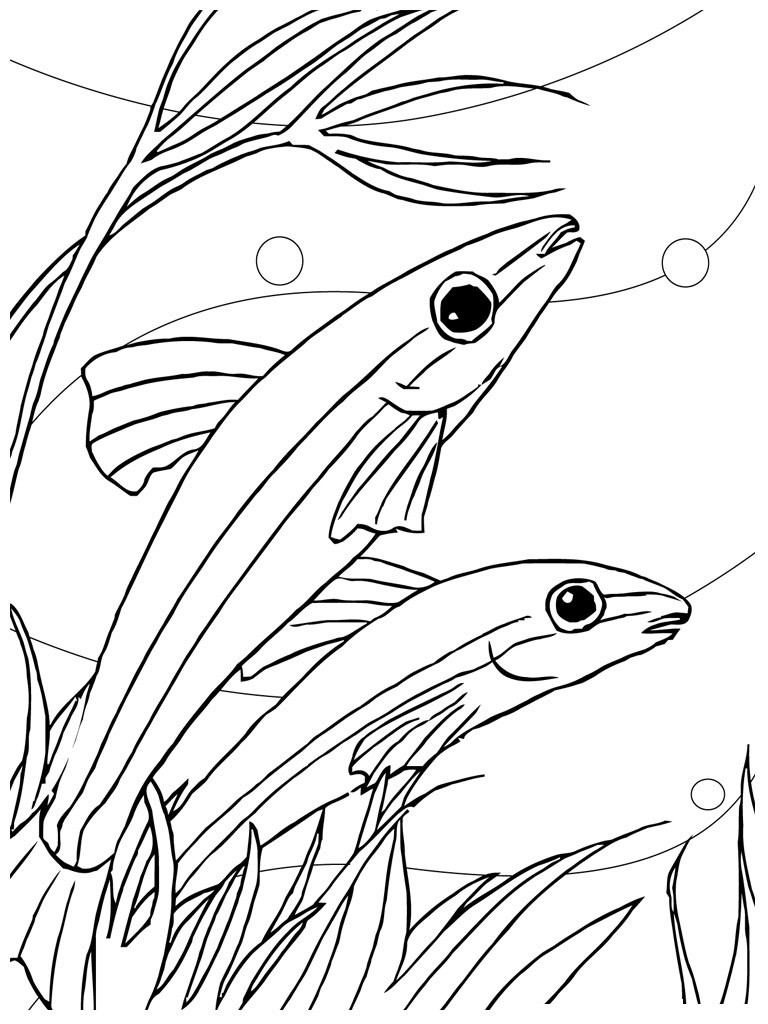 Fish Coloring Book Pages
 Free Printable Fish Coloring Pages For Kids