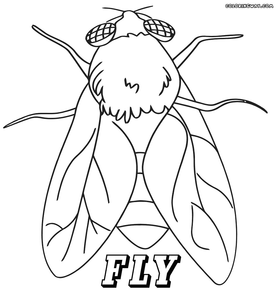 Flies Coloring Pages
 Fly coloring pages