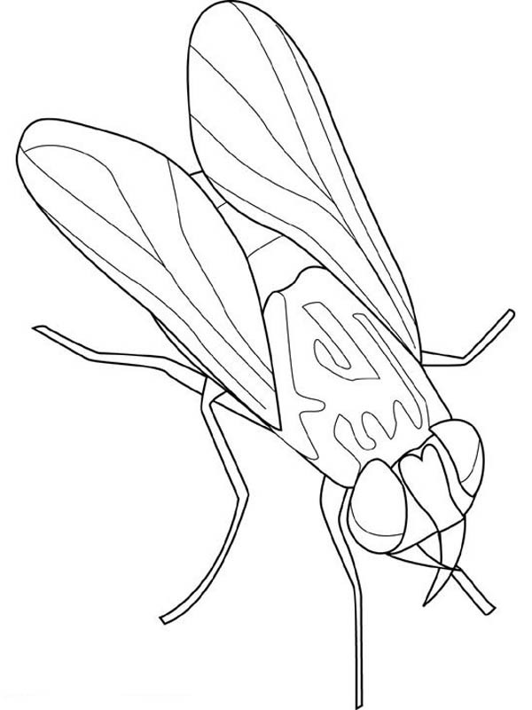Flies Coloring Pages
 Animal Kingdom Fly Insect Coloring Page