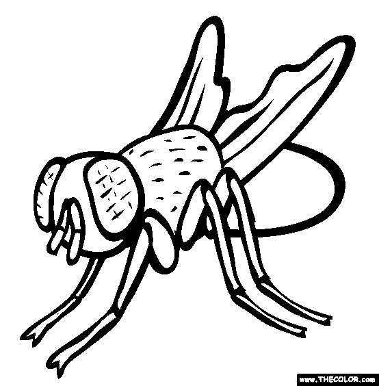 Flies Coloring Pages
 Insect line Coloring Pages