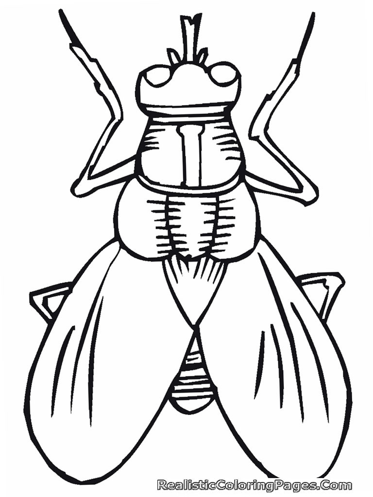 Flies Coloring Pages
 Realistic Insect Coloring Pages