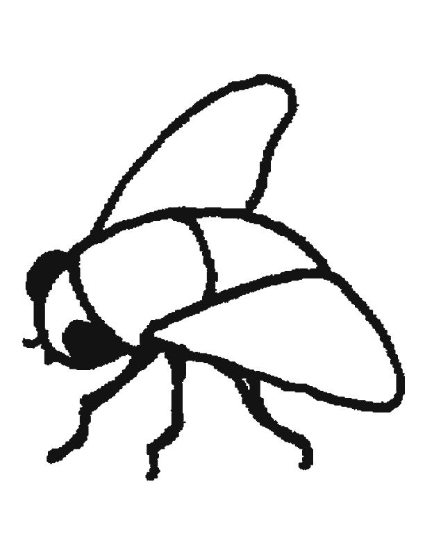 Flies Coloring Pages
 Fly Coloring Pages Kidsuki
