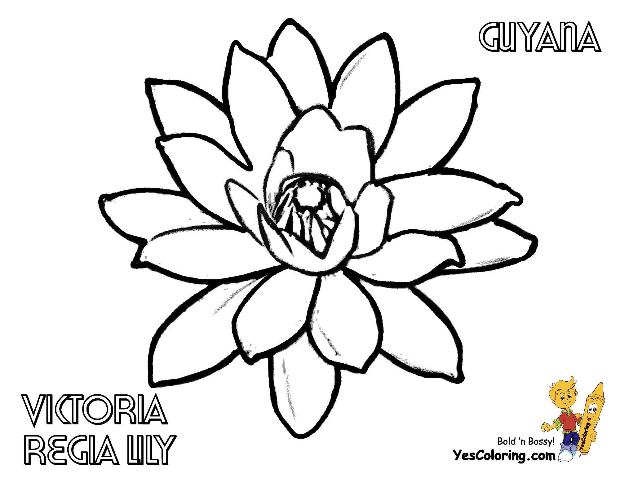 Flower Coloring Sheets For Boys
 Luxurious Coloring Flower Picture Lily Free
