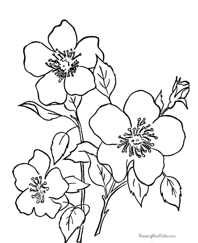Flower Coloring Sheets For Boys
 Printable coloring sheets 010