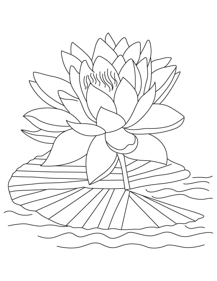 Free All Kinds Of Flower Printable Coloring Sheets
 Free Printable Lotus Coloring Pages For Kids