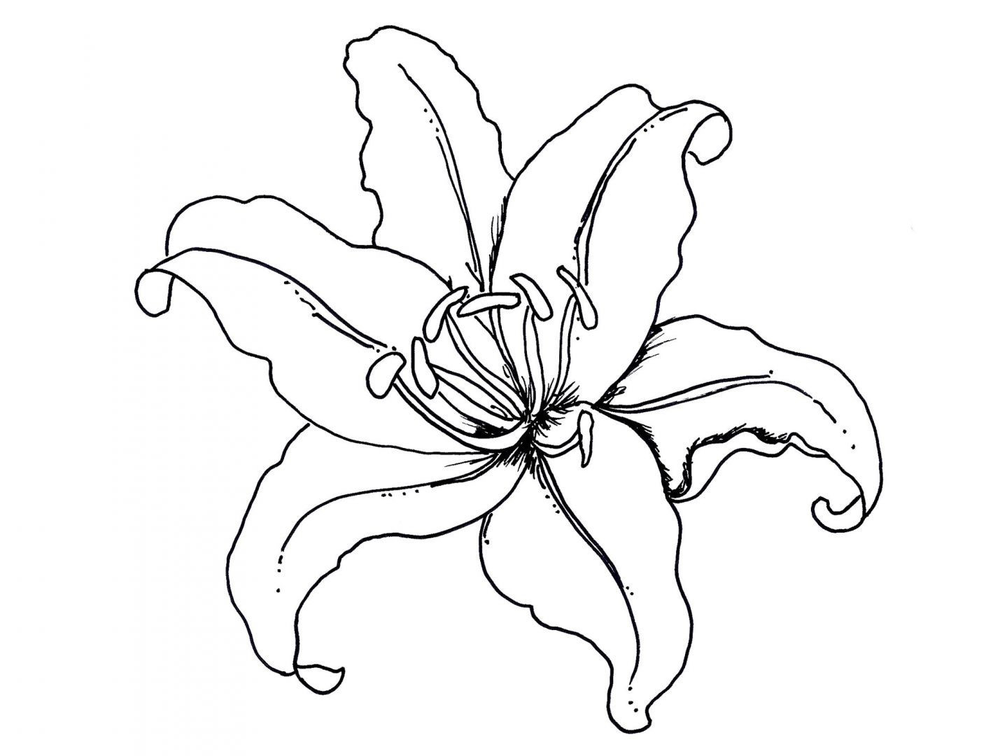 Free All Kinds Of Flower Printable Coloring Sheets
 Plantillas de flores para colorear