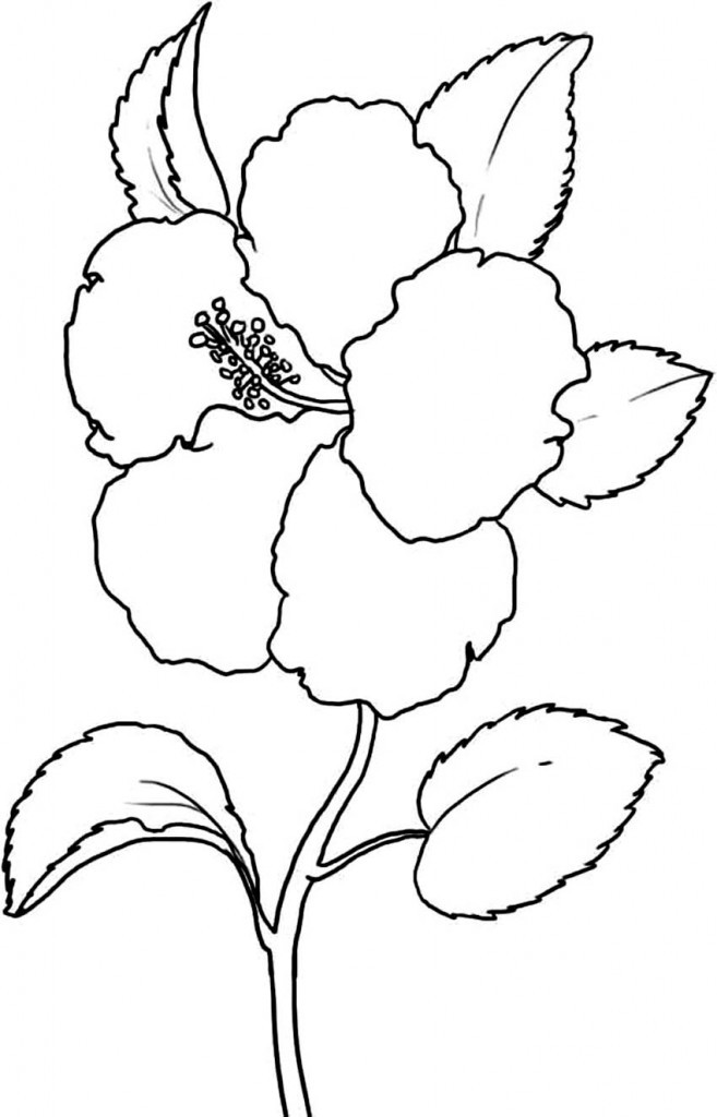 Free Carnation Printable Coloring Sheets
 Free Printable Hibiscus Coloring Pages For Kids