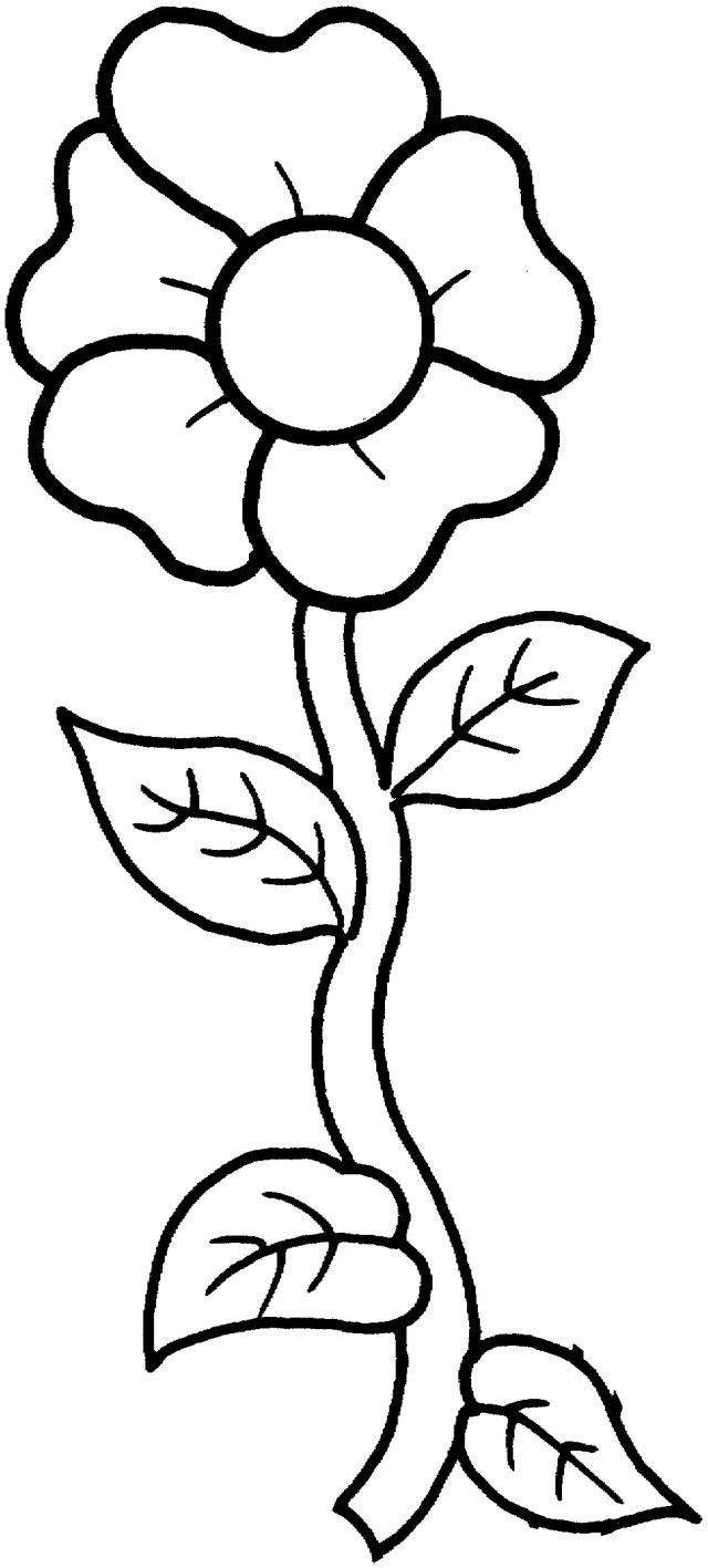 Free Carnation Printable Coloring Sheets
 Printable photos of flowers