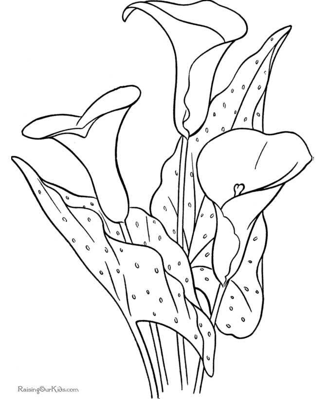 Free Carnation Printable Coloring Sheets
 Flower Printable Coloring Pages Coloring Home