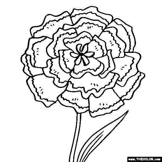 Free Carnation Printable Coloring Sheets
 Free line Coloring Pages TheColor