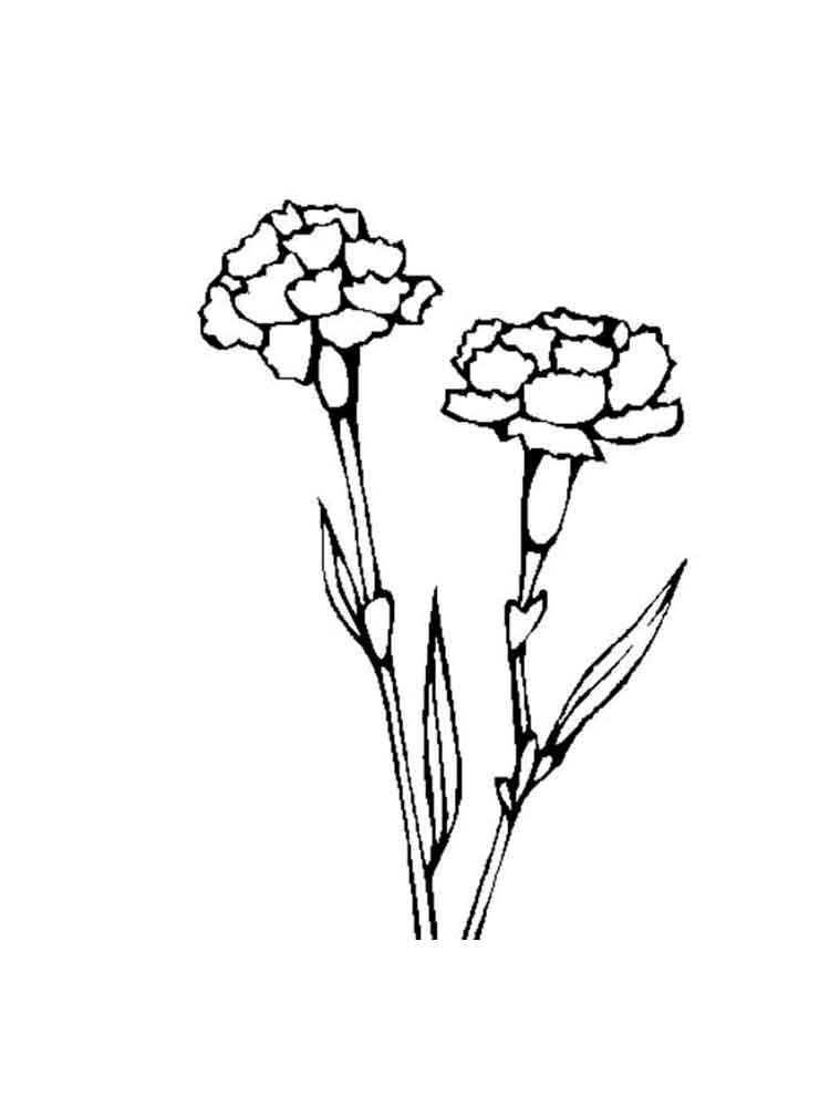 Free Carnation Printable Coloring Sheets
 Carnation flower coloring pages Download and print