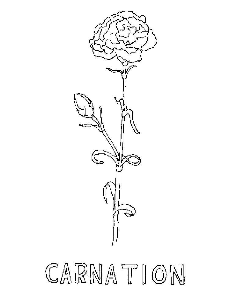 Free Carnation Printable Coloring Sheets
 Carnation flower coloring pages Download and print