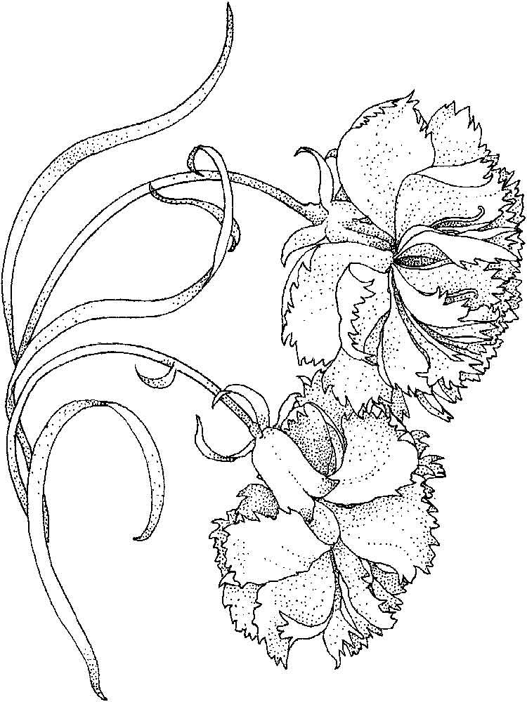 Free Carnation Printable Coloring Sheets
 Carnation flower coloring pages Download and print