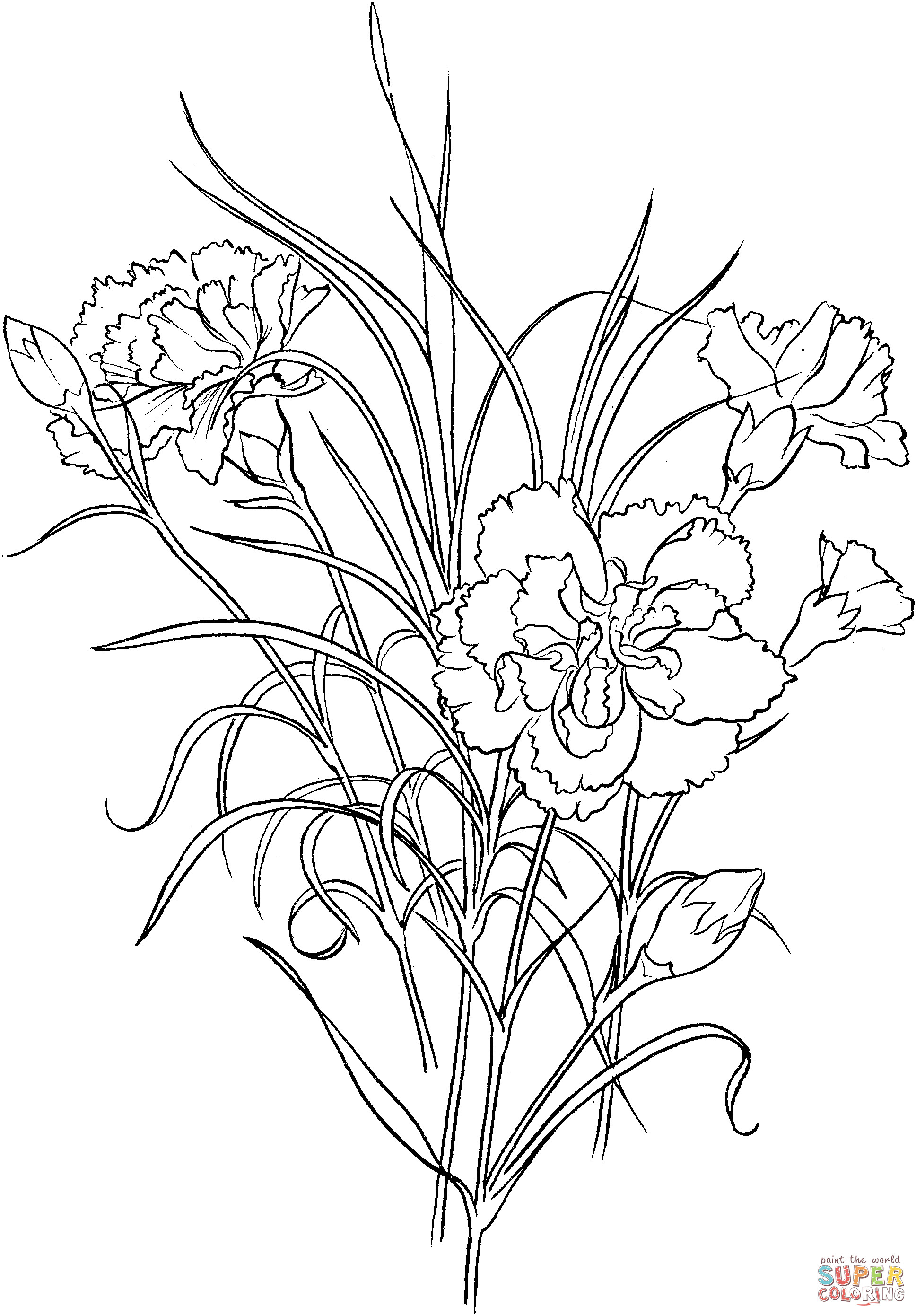 Free Carnation Printable Coloring Sheets
 Dibujo de Capullo de Clavel Rosa Dianthus Caryophyllus