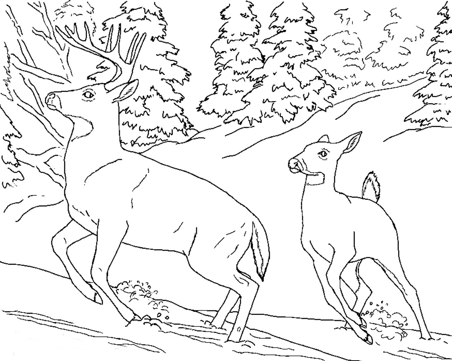 Free Coloring Book Pages Of Animals
 Free Realistic Animal Coloring Pages