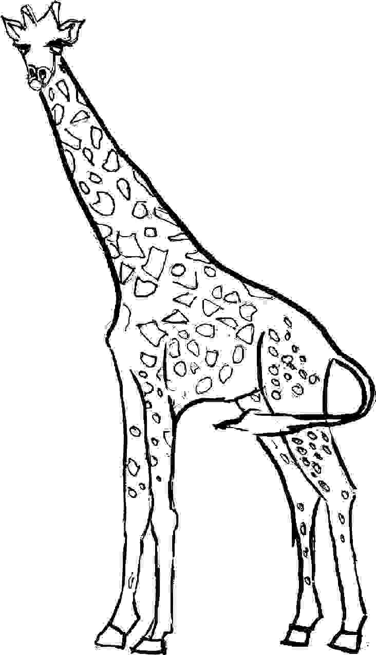 Free Coloring Pages Giraffe
 Free Printable Giraffe Coloring Pages For Kids