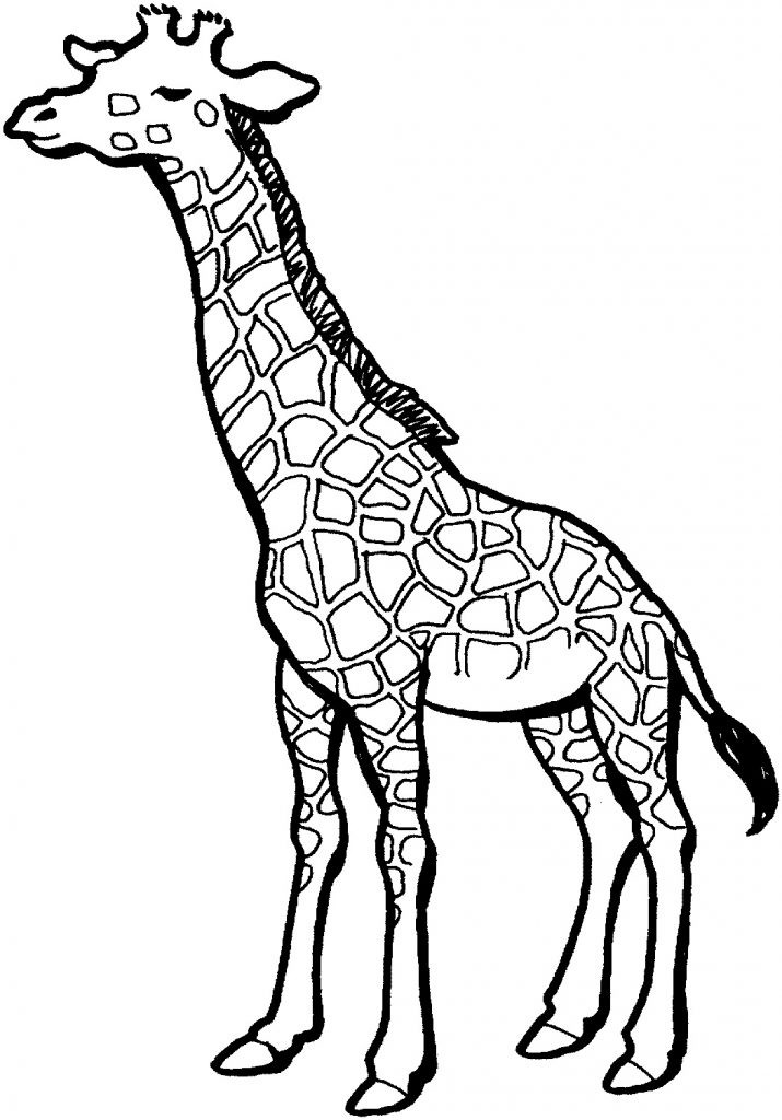 Free Coloring Pages Giraffe
 Free Printable Giraffe Coloring Pages For Kids