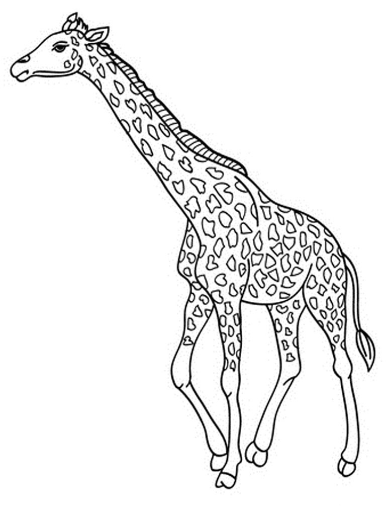 Free Coloring Pages Giraffe
 Free Printable Giraffe Coloring Pages For Kids