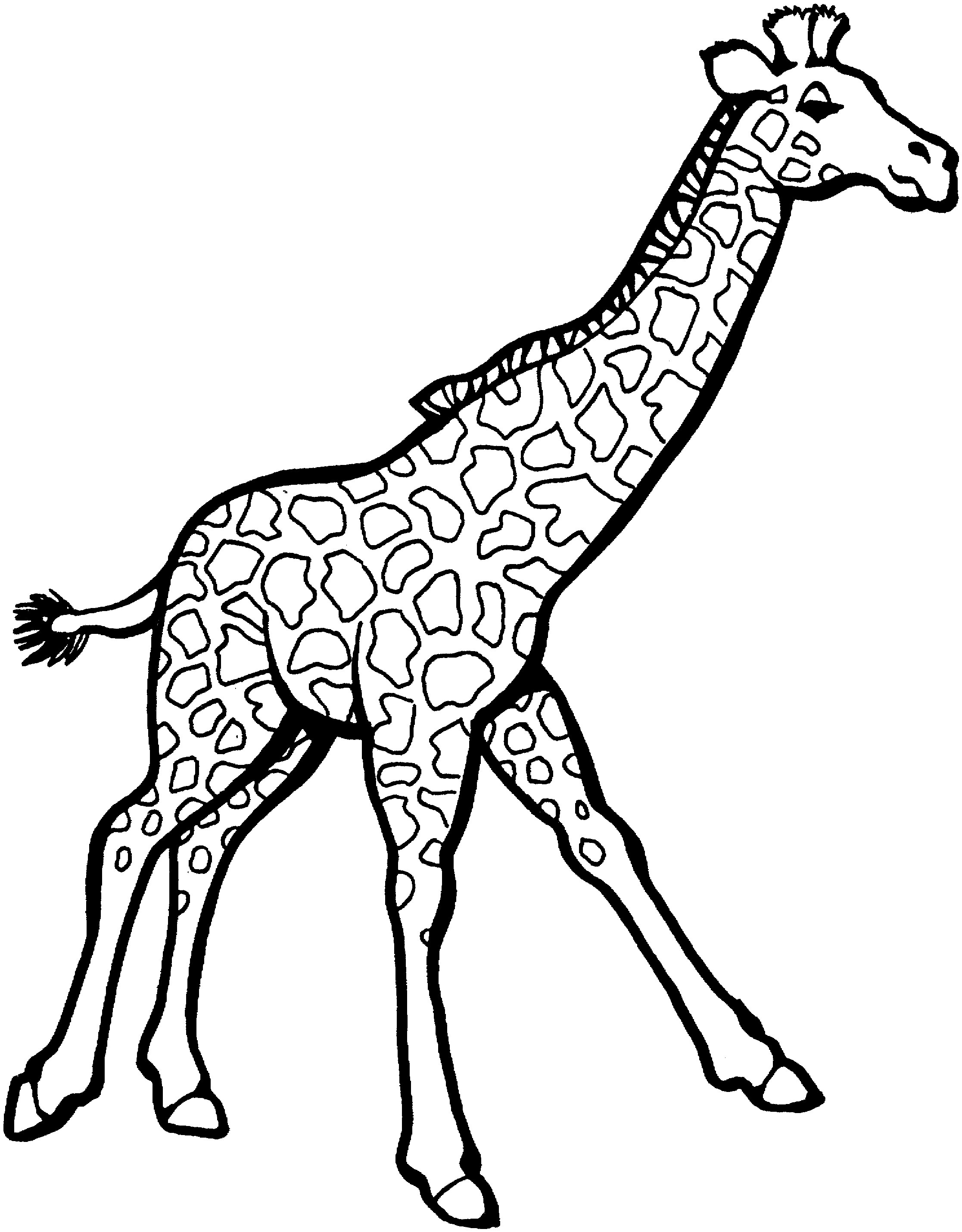 Free Coloring Pages Giraffe
 Free Printable Giraffe Coloring Pages For Kids