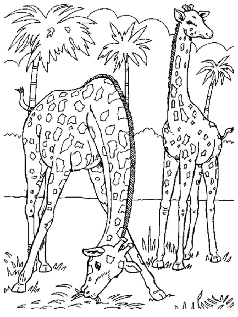 Free Coloring Pages Giraffe
 Free Printable Giraffe Coloring Pages For Kids