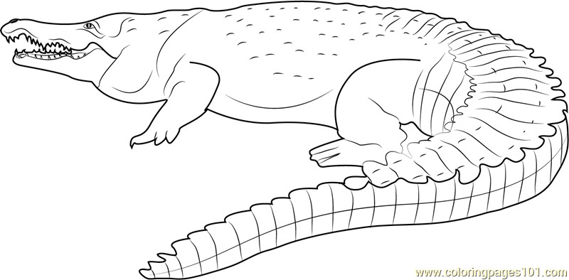 Free Coloring Pages Of Alligators
 Drawn crocodile colouring Pencil and in color drawn