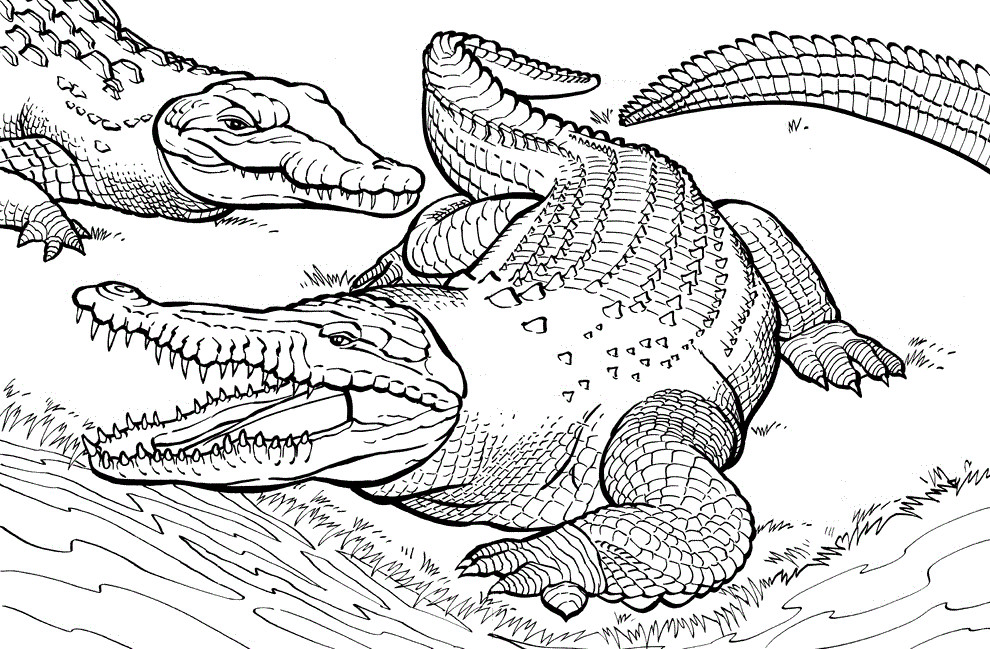 Free Coloring Pages Of Alligators
 Free Printable Crocodile Coloring Pages For Kids