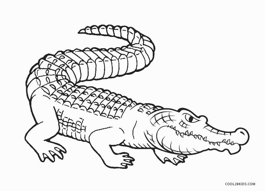 Free Coloring Pages Of Alligators
 Free Printable Alligator Coloring Pages For Kids