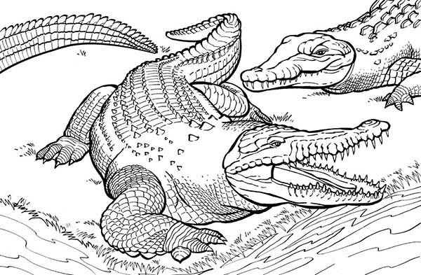 Free Coloring Pages Of Alligators
 Alligator Coloring Pages