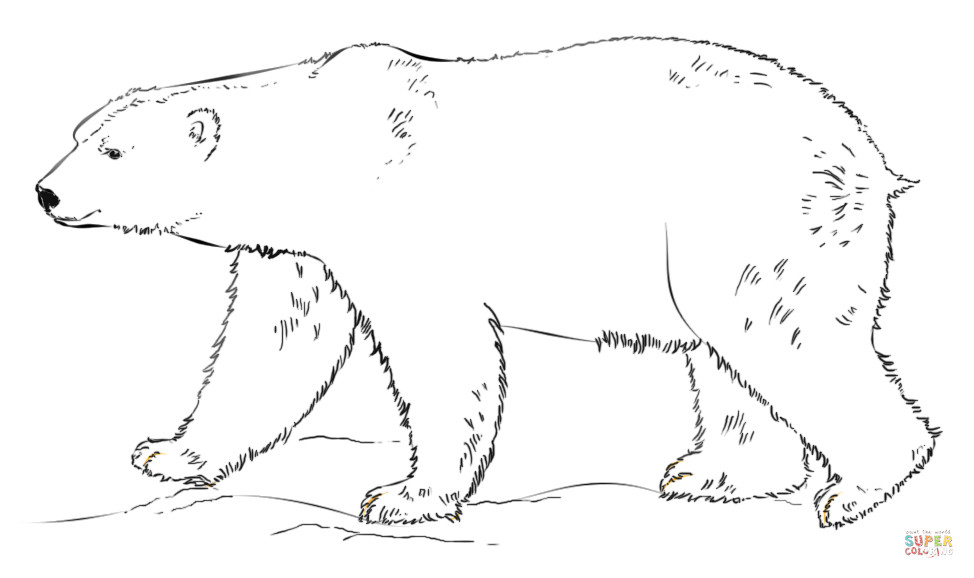 Free Coloring Pages Of Polar Bears
 Polar Bear walking coloring page