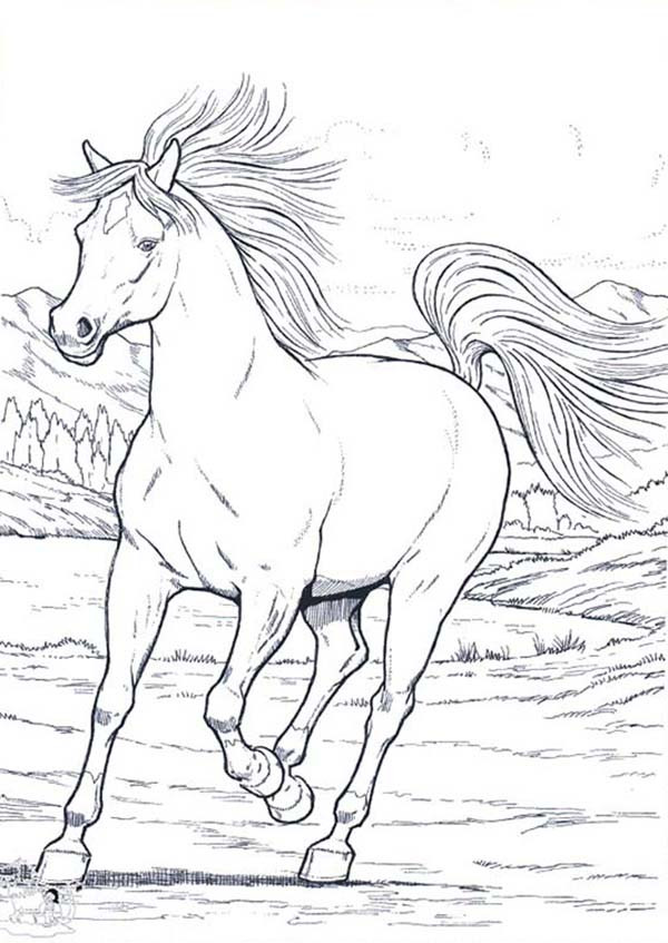 Free Coloring Pages Wild Horses
 Wild Horse in Running in Horses Coloring Page NetArt