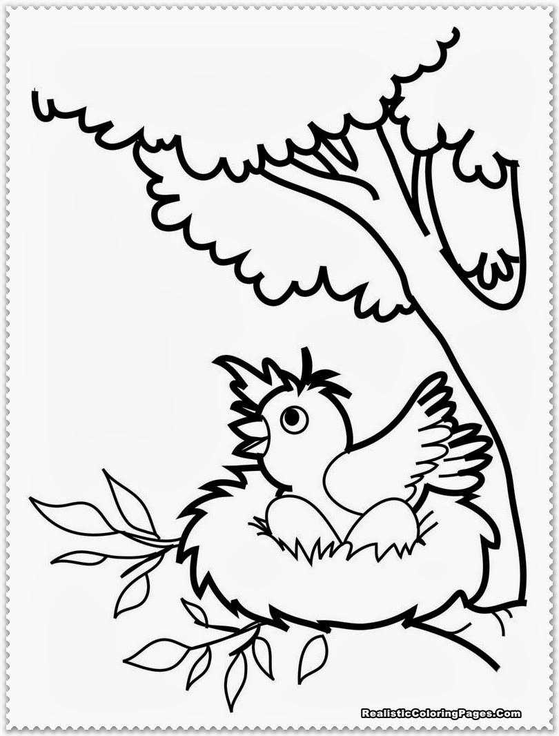 Free Coloring Sheets Of Birds
 Bird Coloring Pages Realistic