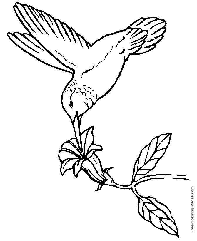 Free Coloring Sheets Of Birds
 Bird Coloring Pages Bestofcoloring