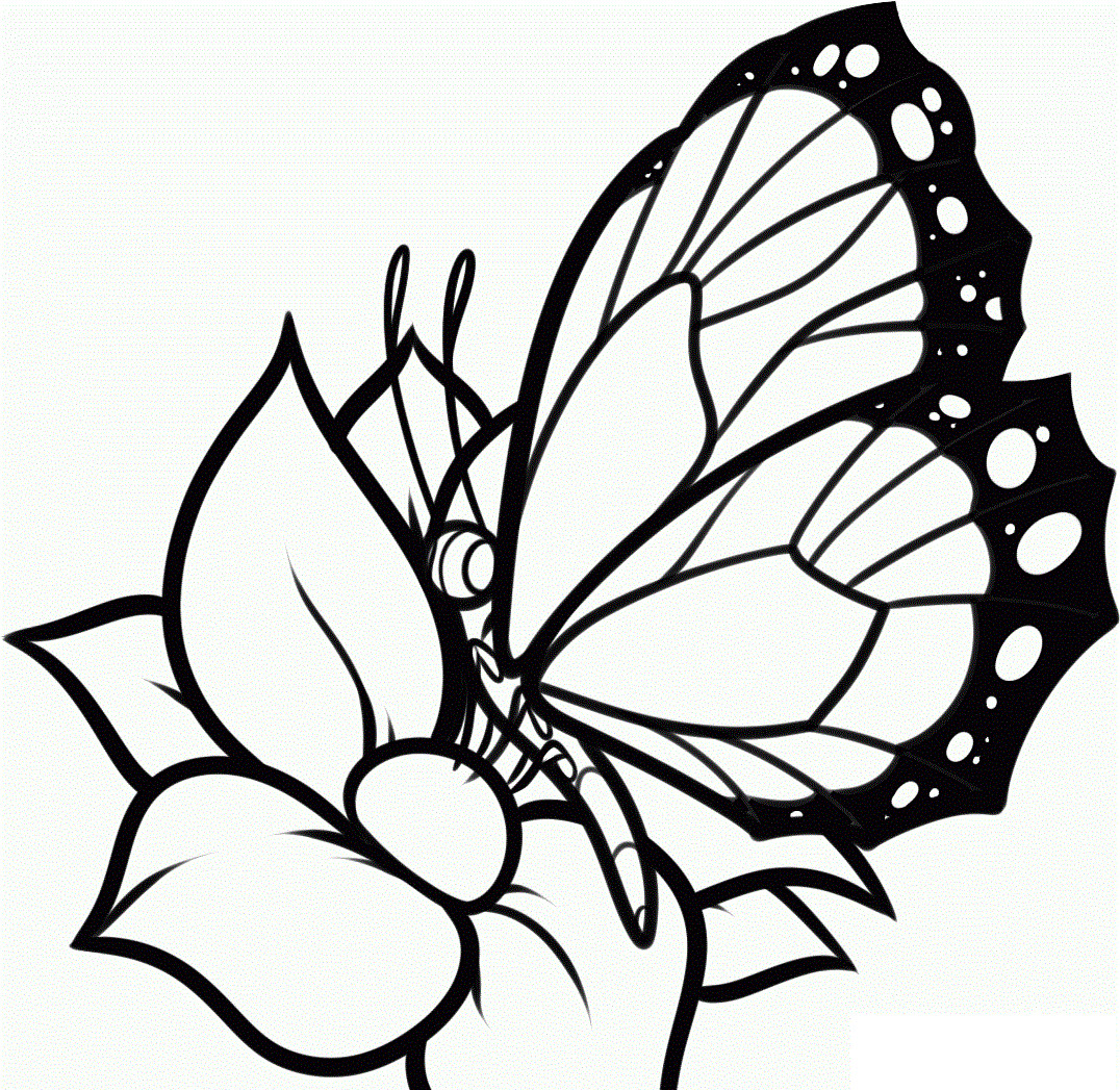 Free Coloring Sheets Of Butterflies
 Free Printable Butterfly Coloring Pages For Kids