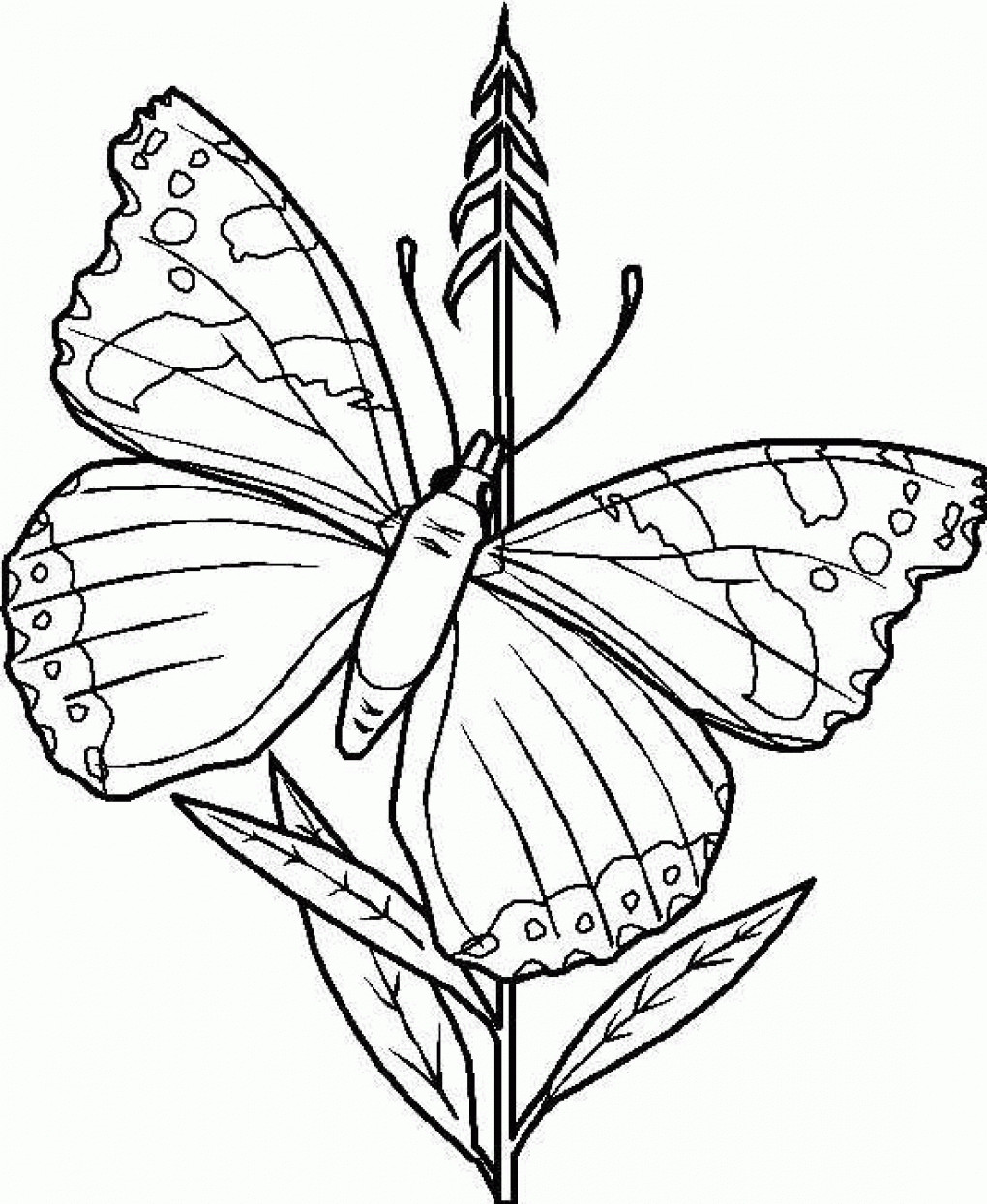 Free Coloring Sheets Of Butterflies
 Free Printable Butterfly Coloring Pages For Kids