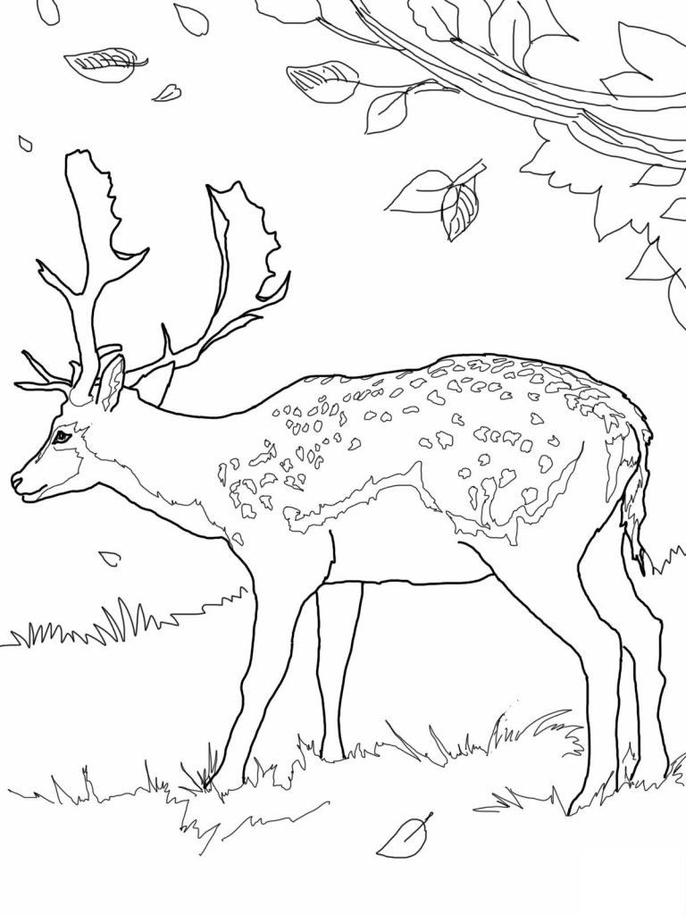 Free Downloadable Coloring Sheets For Kids
 Free Printable Deer Coloring Pages For Kids
