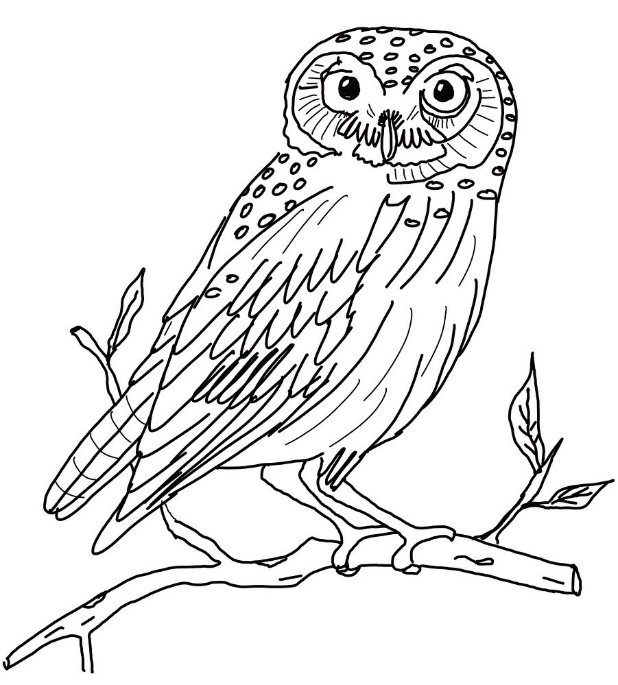 Free Owl Coloring Pages
 Free Printable Owl Coloring Pages For Kids