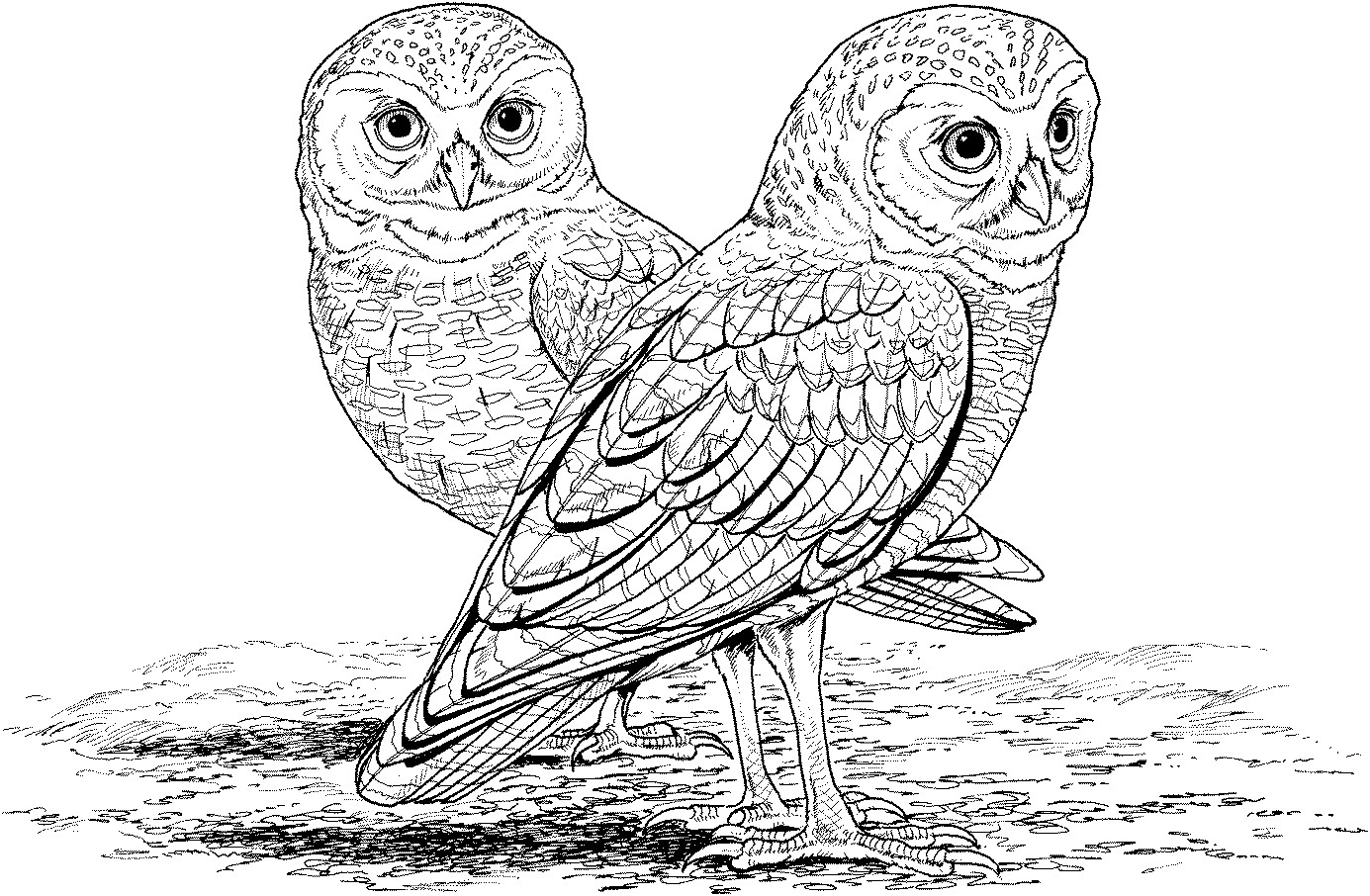 Free Owl Coloring Pages
 Free Printable Owl Coloring Pages For Kids