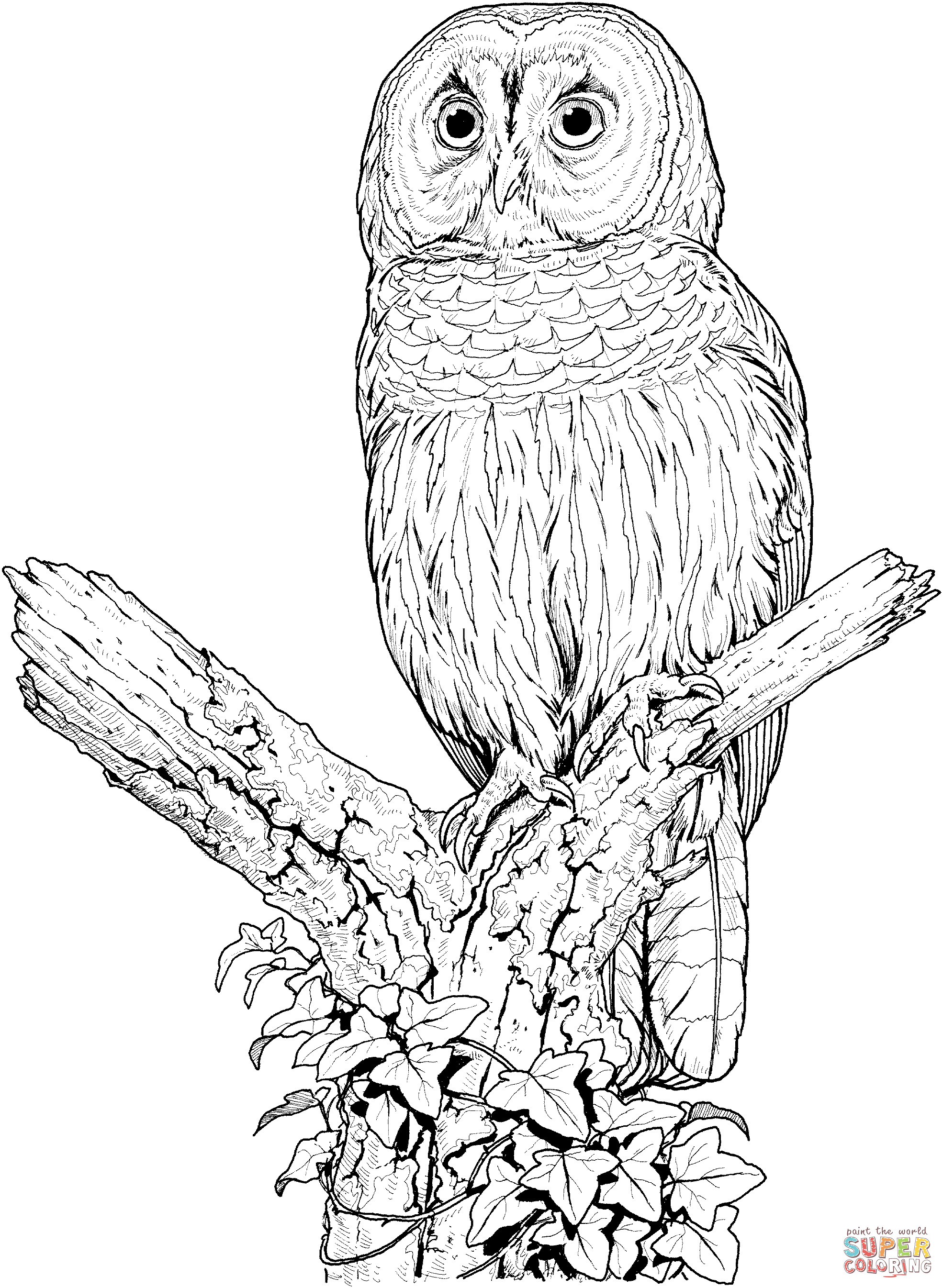 Free Owl Coloring Pages
 Owl Coloring Pages for Adults Bestofcoloring