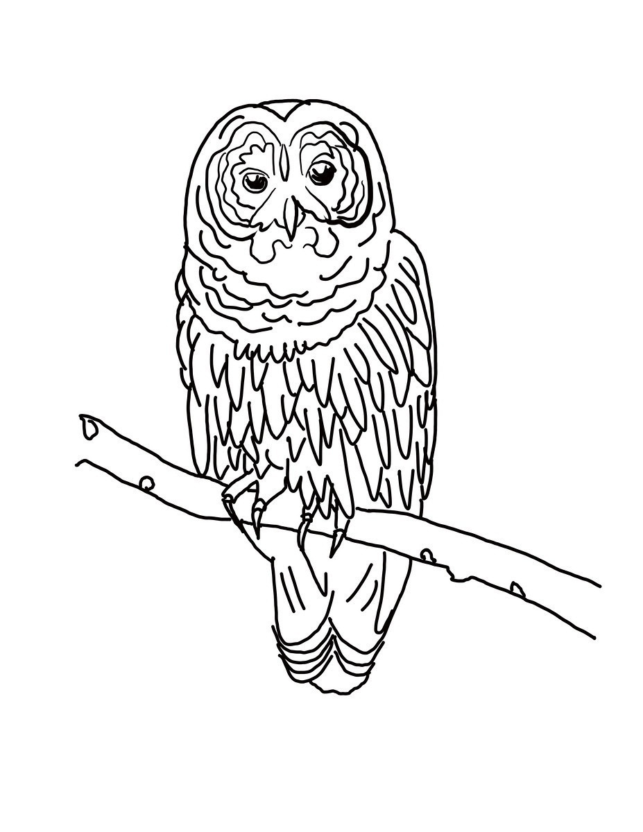 Free Owl Coloring Pages
 Free Printable Owl Coloring Pages For Kids