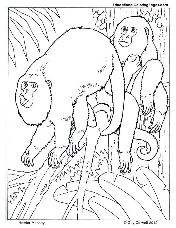 Free Preschool Coloring Sheets Of Monkeys
 Primates Coloring Pages Educational Fun Kids Coloring