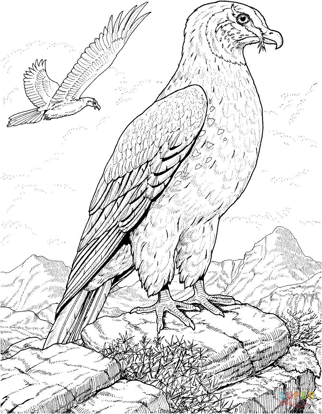 Free Printable Bird Coloring Pages
 Birds Prey Printable Coloring Pages