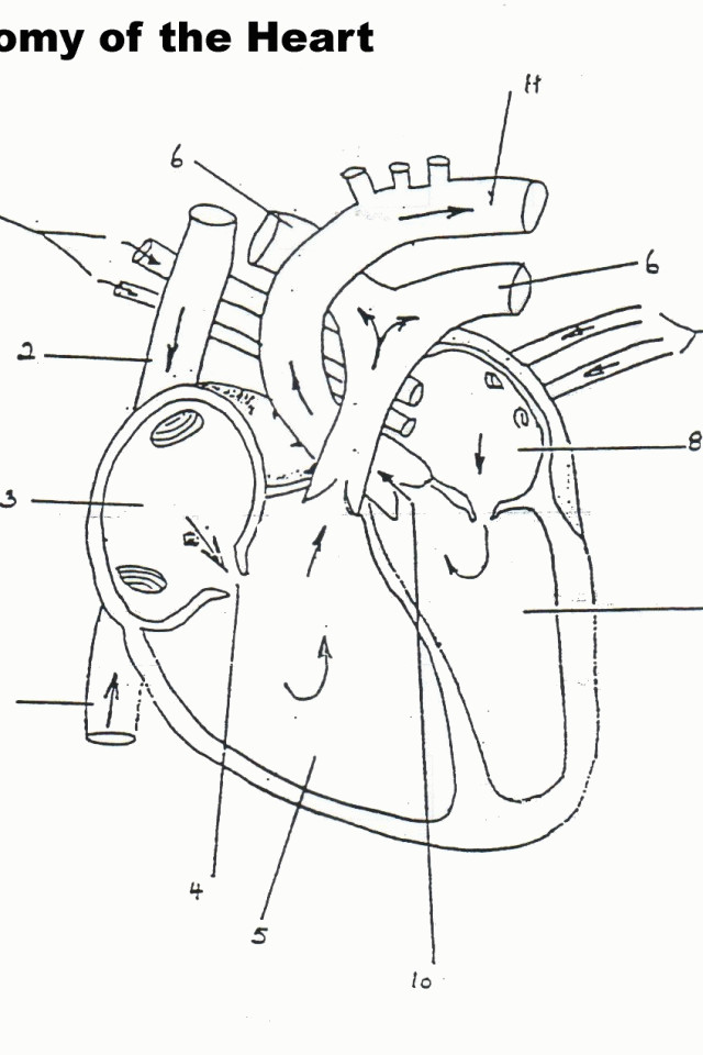 Free Printable Human Anatomy Coloring Pages
 Anatomy Coloring Pages Heart Coloring Home