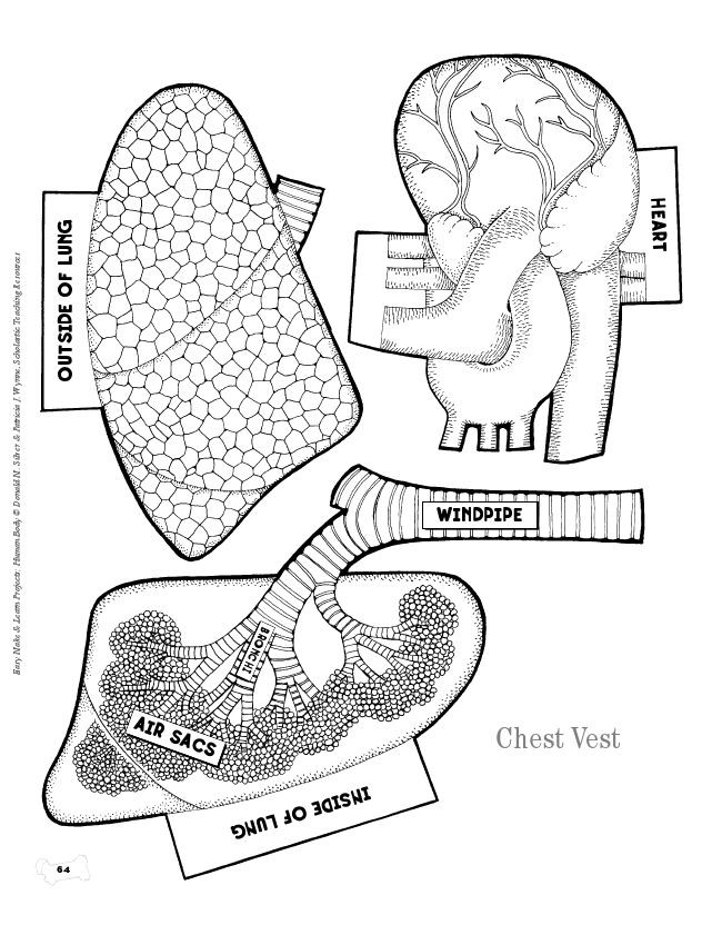 Free Printable Human Anatomy Coloring Pages
 Free Printable Anatomy Coloring Pages 28 Image