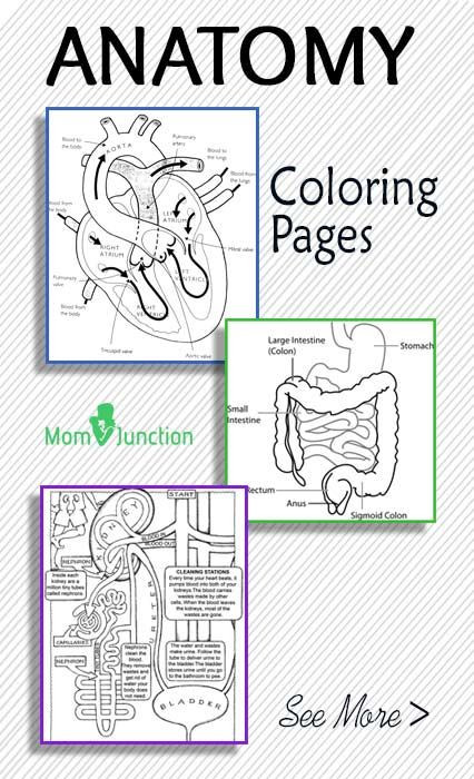 Free Printable Human Anatomy Coloring Pages
 FREE Printable Anatomy Coloring Pages