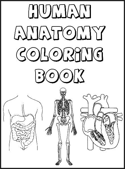Free Printable Human Anatomy Coloring Pages
 Human Body Systems Coloring Pages Coloring Home